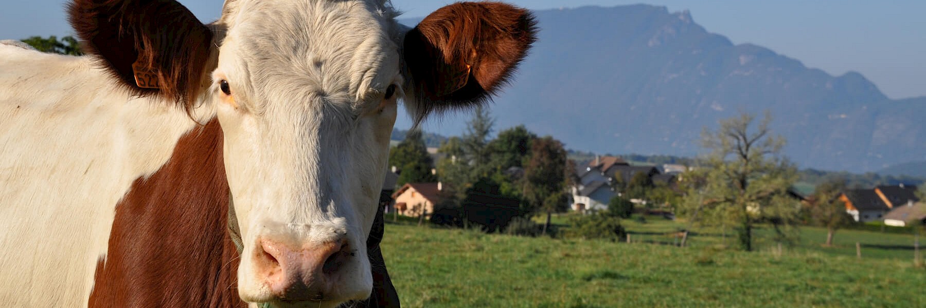 Vache laitière Tomme de Savoie