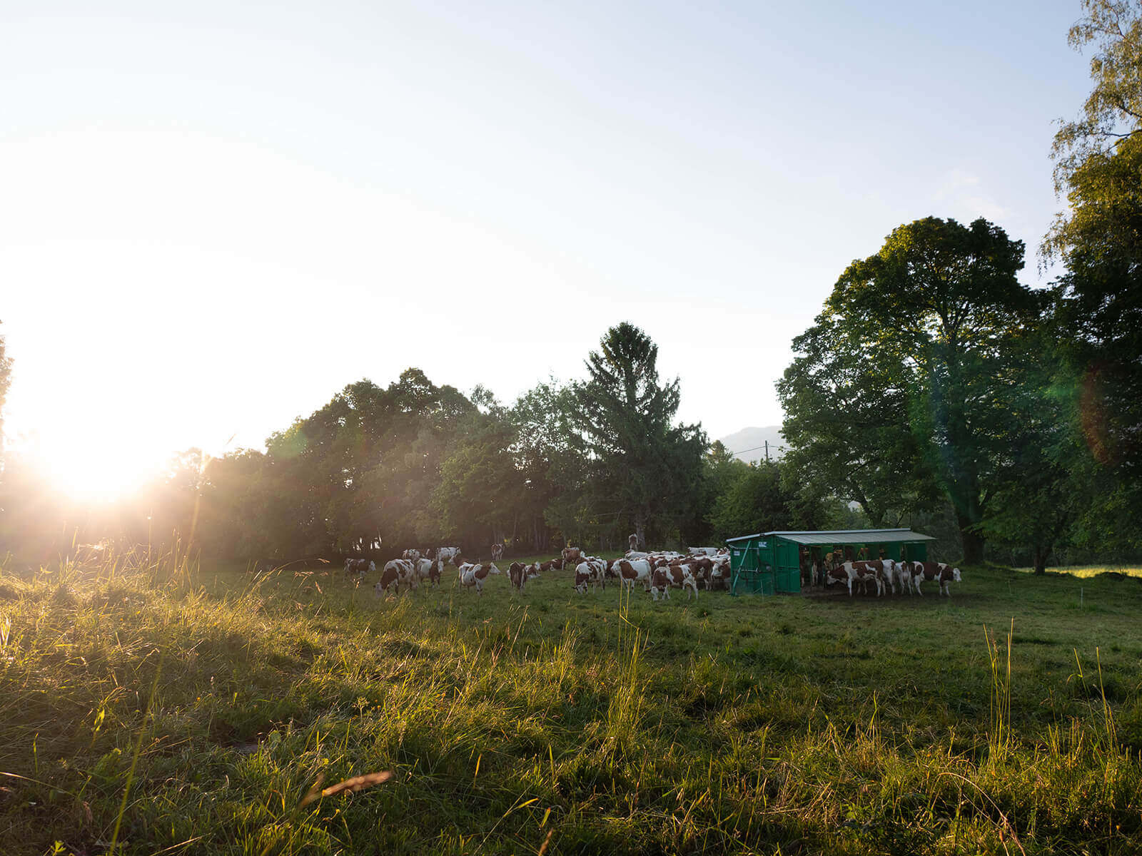 traite du soir des vaches