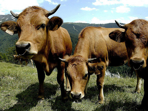 tradition d’élevage des races de vaches savoyardes traditionnelles