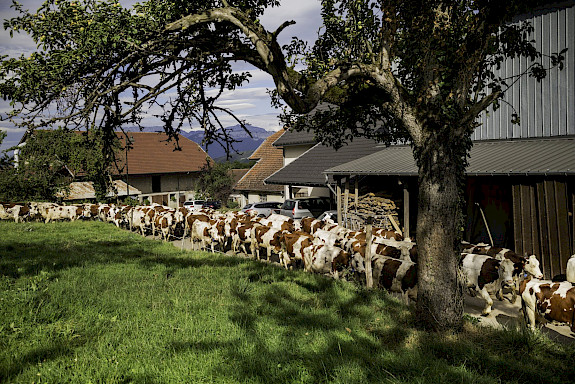 Troupeau de vaches à Saint-Offenge