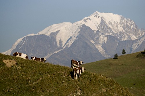 L'entretien des pistes de ski, c'est aussi l'été, grâce aux vaches