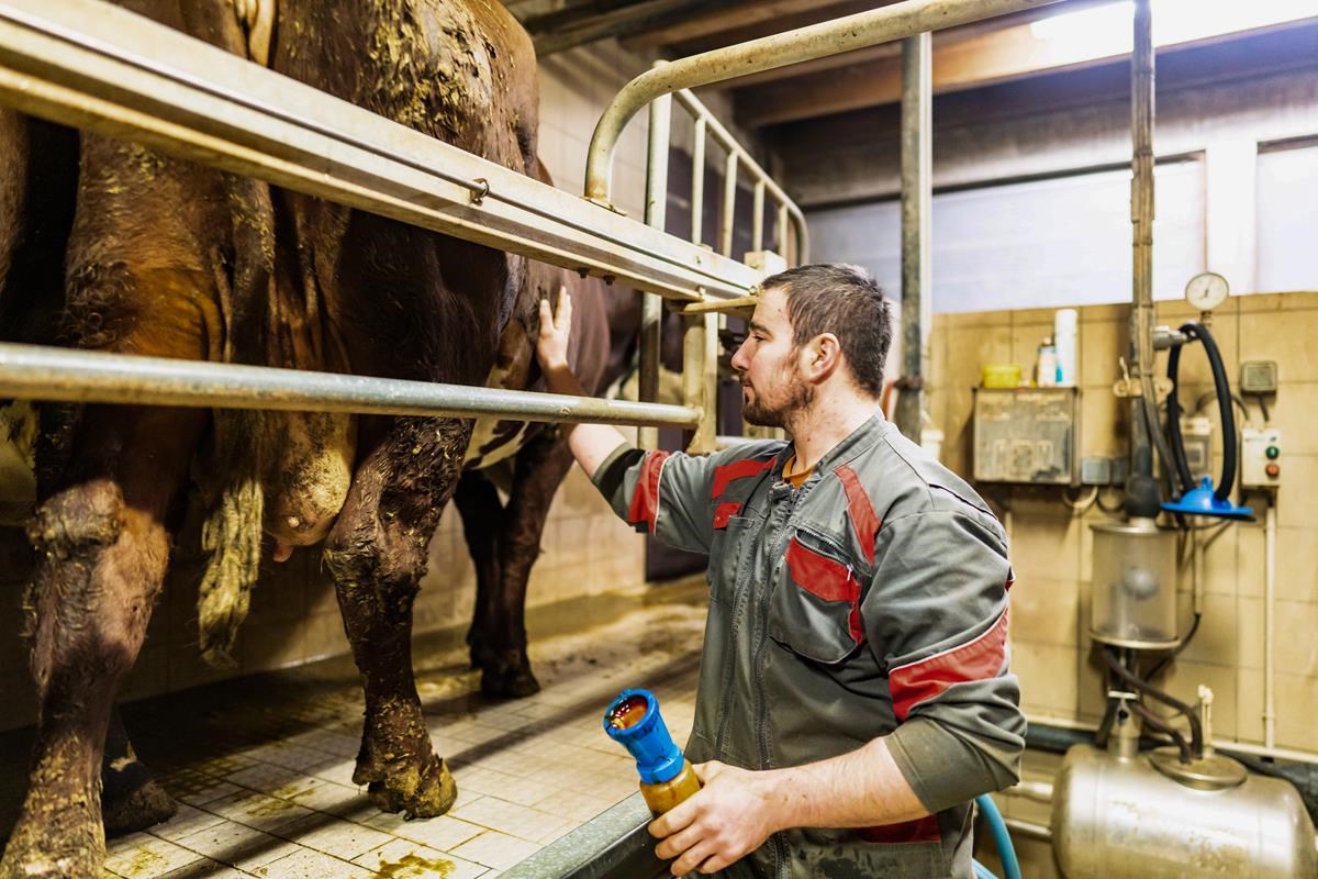 Traite des vaches