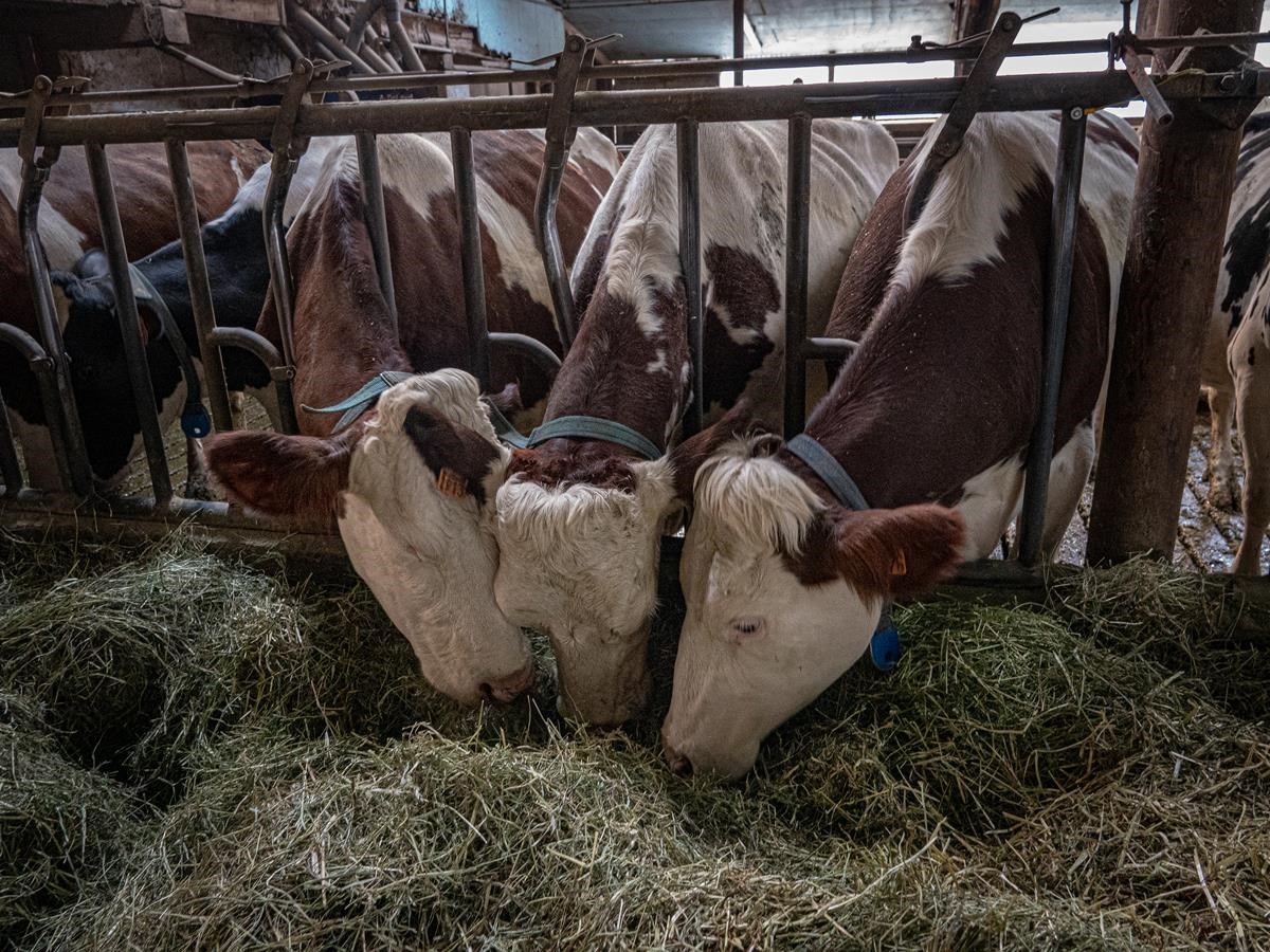 vaches mangeant du foin