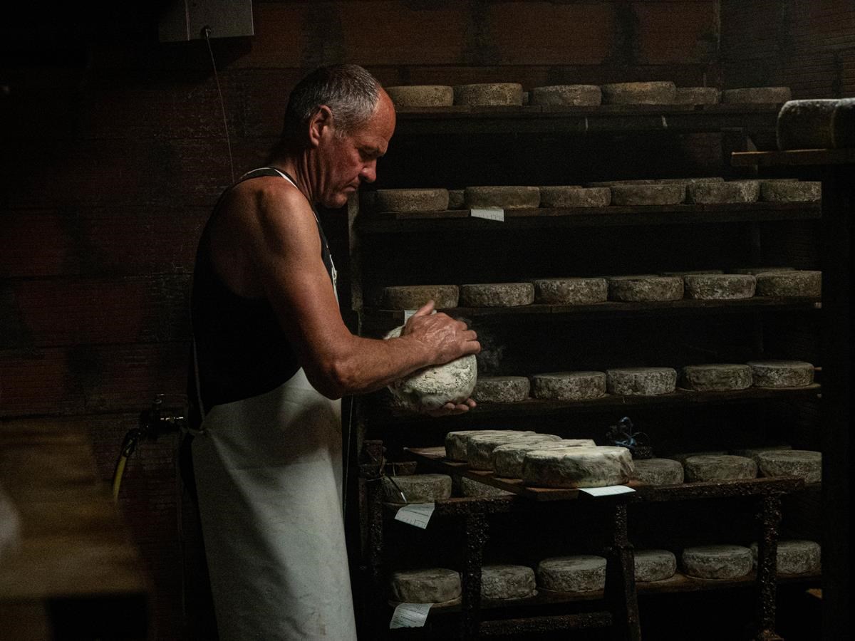 Tomme en cave d'affinage, l'affinage brosse une meule